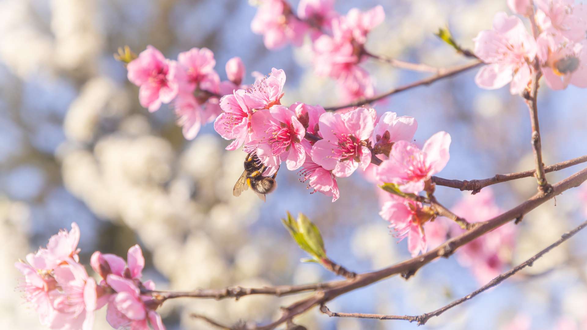 Que faire tonneins printemps Côté Garonne Hotel-Restaurant à Tonneins - Hôtel de Charme à Tonneins – 1